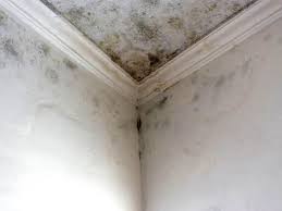  Pioneer, CA Mold Removal Pros