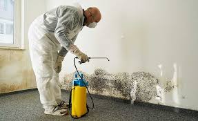 Best Basement Mold Removal in Pioneer, CA